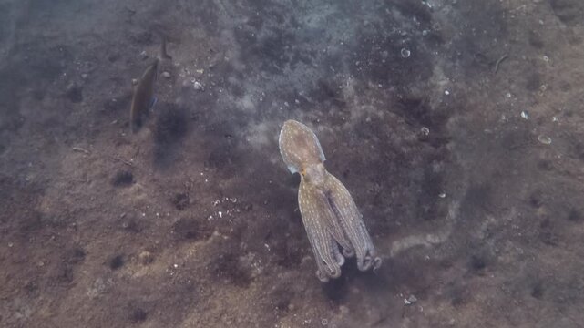 Underwater view of an octopus moving across the seabed and stirring up a cloud of sand as a fish swims by, French Riviera, France.