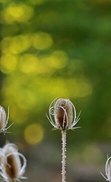 Wilde Karde (Dipsacus fullonum) getrocknet im Herbst, vertikal
