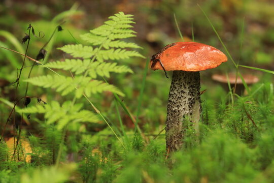 an orange-cap boletus mushroom in green moss in a summer forest after the rain