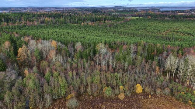 Rural spruce and leaf forest landscape during autumn in Finland