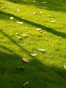 The fallen leaves of autumn fall on the green grassland, and autumn has arrived.