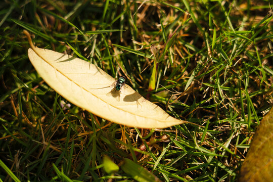 The fallen leaves of autumn fall on the green grassland, and autumn has arrived.