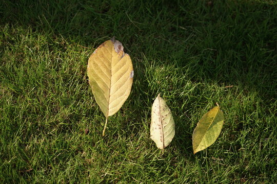The fallen leaves of autumn fall on the green grassland, and autumn has arrived.