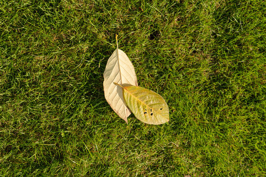 The fallen leaves of autumn fall on the green grassland, and autumn has arrived.