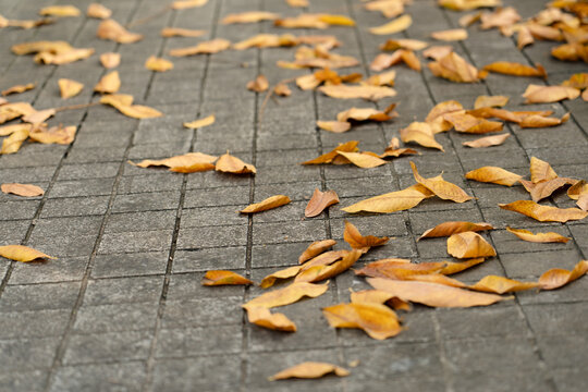 above, abstract, autumn, backdrop, background, brick, city, cobblestone, color, decoration, design, environment, fall, floor, foliage, grey, grey background, ground, grunge, halloween, holiday, leaves