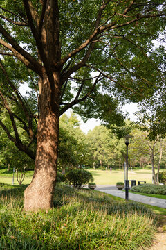 The roadside of the park in the early autumn morning