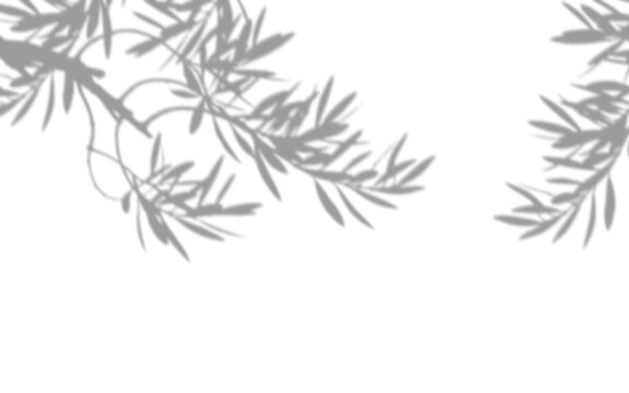 Dynamic shadow composition two distinct olive tree branches elongated leaves bright white canvas creating chic natural backdrop overlay mockup template design concept