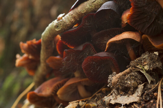 Redhead Roundheads