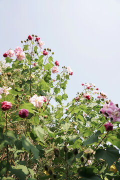 background, beautiful, beauty, bloom, blooming, blossom, botany, branch, flora, floral, flower, garden, green, leaf, natural, nature, petal, pink, plant, season, sky, spring, summer, tree, white