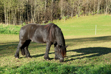 Horse © John Sandoy
