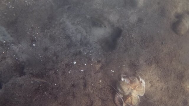 Octopus crawling across a sandy seabed scattered with shells as small fish swim close by in clear water, Mediterranean Sea, French Riviera, France.