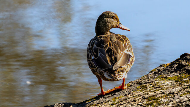Brown duck standing on a mossy log beside water