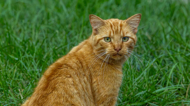 Orange tabby cat sitting in green grass