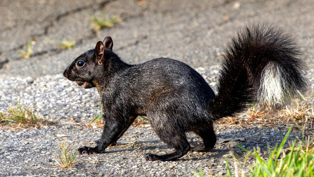 Black squirrel with a white tail patch on pavement