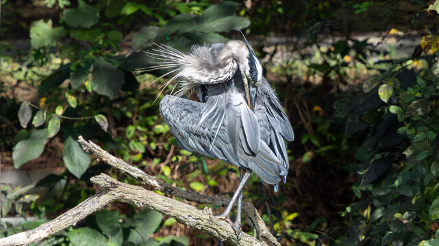 Great blue heron preening feathers on a fallen branch