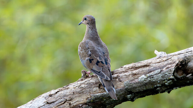 Mourning dove perched on a weathered diagonal branch