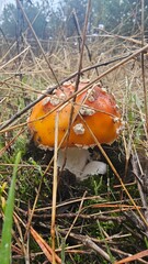 close-up of a red mushroom © Dima