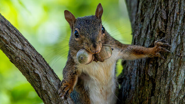 Squirrel facing forward with two acorns in its mouth