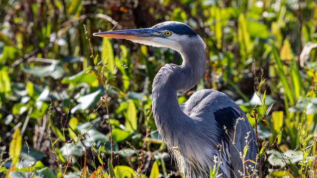 Great blue heron with curved neck among wetland plants