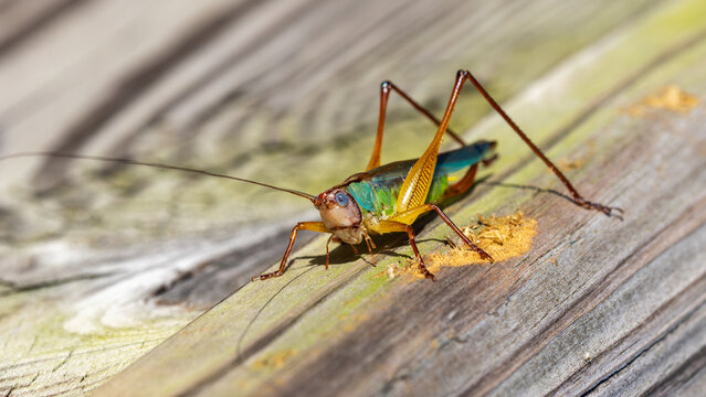 Long antennaed insect with yellow legs on weathered wood