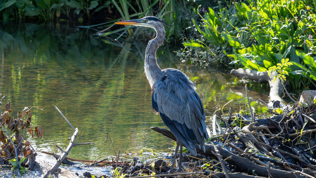 Great blue heron standing beside water and fallen branches