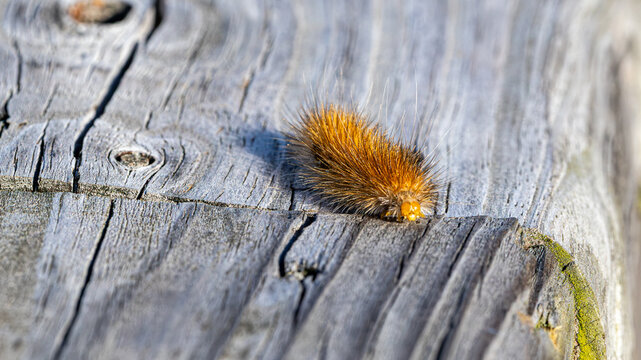 Hairy orange caterpillar on weathered wooden boards