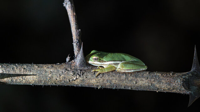 Green tree frog resting on a thorny branch against darkness