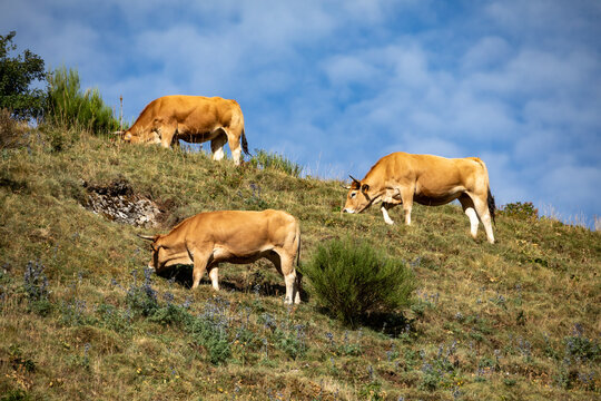 Cows grazing in the mountainous areas of Le&oacute;n, Castile and Le&oacute;n, Spain