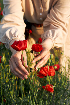 Womans hands gently touching bright red poppies growing in a sunlit meadow