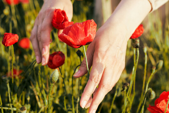 Womans hands gently touching bright red poppies growing in a sunlit meadow
