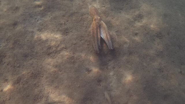 Underwater view of an octopus swimming over sand then spreading its webbed arms as small fish swim nearby, French Riviera, France.