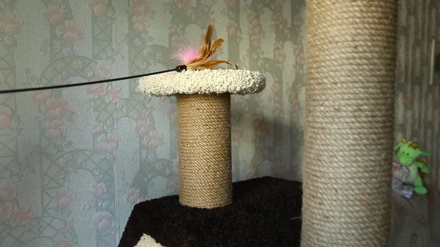 Abyssinian kitten jumps and catches feather teaser wand on cat tree scratching post, playful pet at home, indoor