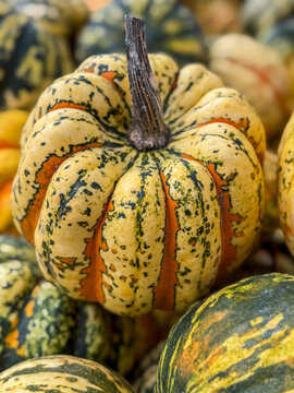 Steirischer &Ouml;lk&uuml;rbiss, Herbstliche K&uuml;rbis- und Strohdekoration mit verschiedenen K&uuml;rbissorten , Deutschland
