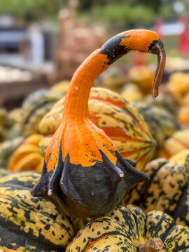 Zierk&uuml;rbis auch Schwanenhals- oder Krallenk&uuml;rbis genannt, Herbstliche K&uuml;rbis- und Strohdekoration mit verschiedenen K&uuml;rbissorten , Deutschland