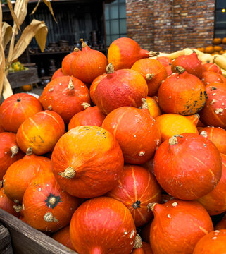 Hokkaido-K&uuml;rbis auch bekannt als Red Kuri Squash, teilweise aufgeschnitten und dekoriert, Bauernmarkt im Herbst,  Deutschland