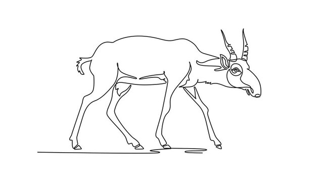 Animated self drawing of continuous line draw endangered wild saiga antelope striding across grassland terrain, distinctive bulbous nasal cavity, ringed upright horn. Full length single line animation