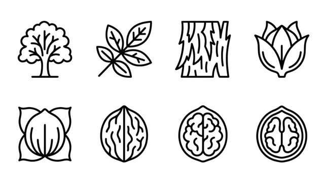 Walnut tree and nut icons set, vector illustration of plant growth and harvest symbols