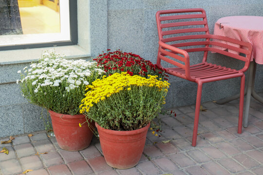 Colorful white, red and yellow chrysanthemums blooming in terracotta pots beside a red metal chair and checkered tablecloth on an outdoor cafe terrace in autumn