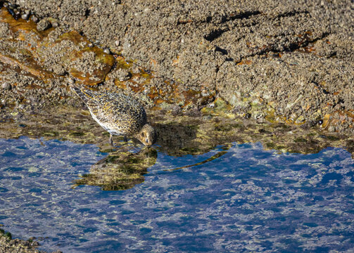 Observando lim&iacute;colas en la costa cant&aacute;brica como chorlitos dorados y grises, vuelvepiedras, etc
