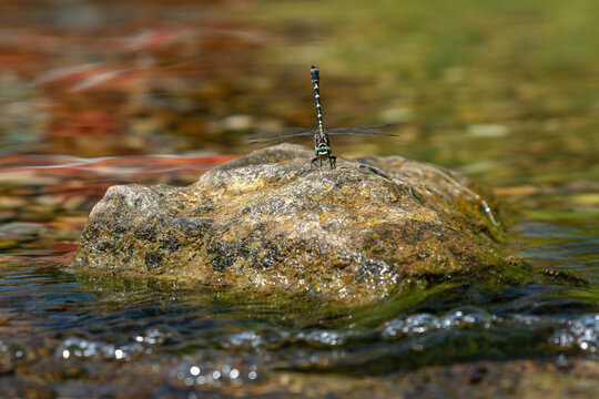 Beautiful Gomphus vulgatissimus (Clubtail) dragonfly on a stone surrounded by water.