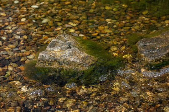 Beautiful Gomphus vulgatissimus (Clubtail) dragonfly on a stone surrounded by water.