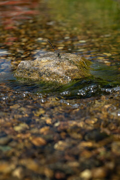 Beautiful Gomphus vulgatissimus (Clubtail) dragonfly on a stone surrounded by water.