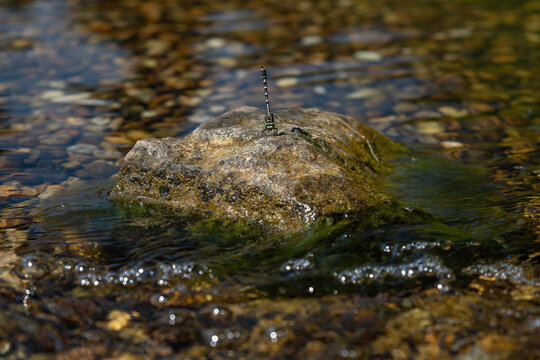 Beautiful Gomphus vulgatissimus (Clubtail) dragonfly on a stone surrounded by water.