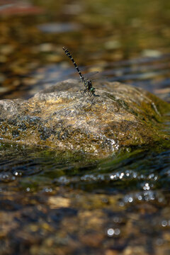 Beautiful Gomphus vulgatissimus (Clubtail) dragonfly on a stone surrounded by water.