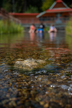 Beautiful Gomphus vulgatissimus (Clubtail) dragonfly on a stone surrounded by water with people in the background.