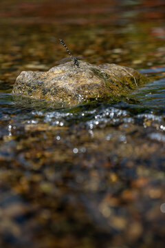 Beautiful Gomphus vulgatissimus (Clubtail) dragonfly on a stone surrounded by water.
