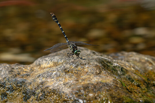 Beautiful Gomphus vulgatissimus (Clubtail) dragonfly on a stone surrounded by water.