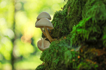 Mushroms in forest © karolina