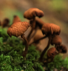 Mushroms in forest © karolina