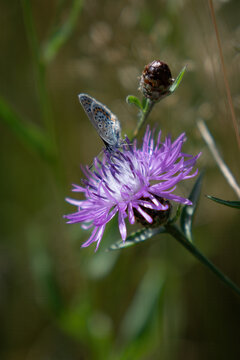 A beautiful common blue butterfly on a cornflower.